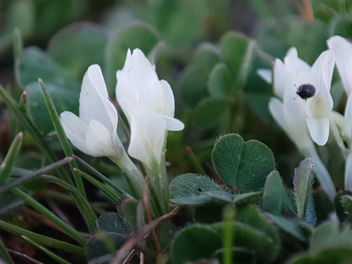 Trifolium subterraneum image