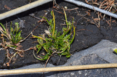 Isolepis levynsiana
