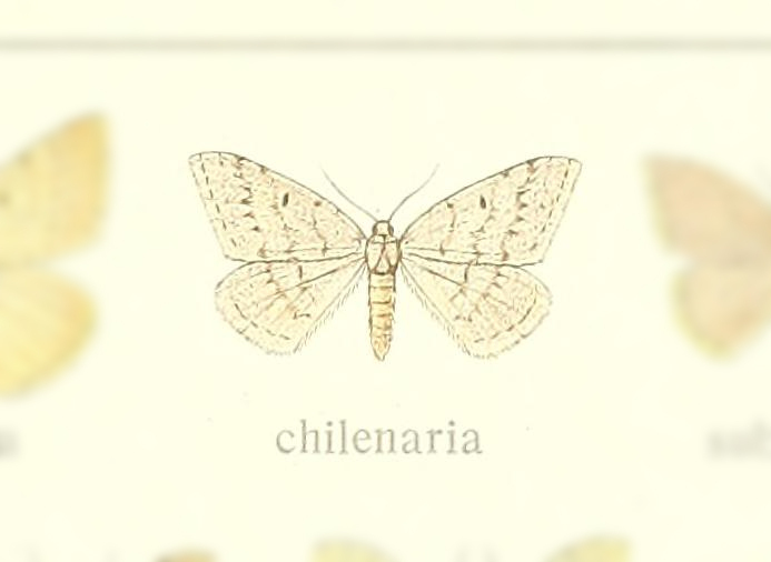 Rhodostrophia chilenaria