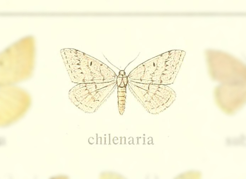 Rhodostrophia chilenaria