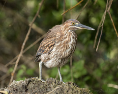 Butorides striata sundevalli