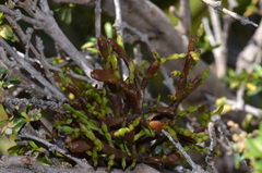 Korthalsella clavata