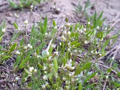 Draba verna image