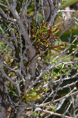 Korthalsella clavata