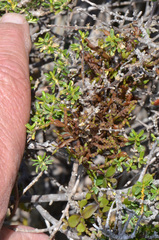 Korthalsella clavata