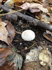 Lycoperdon pulcherrimum