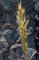 Trisetum arduanum