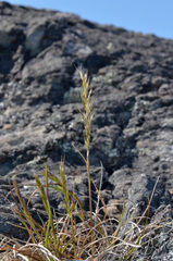 Trisetum arduanum