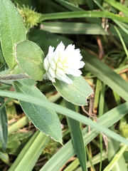 Gomphrenoideae