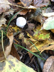 Lycoperdon pulcherrimum