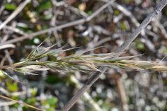 Trisetum arduanum