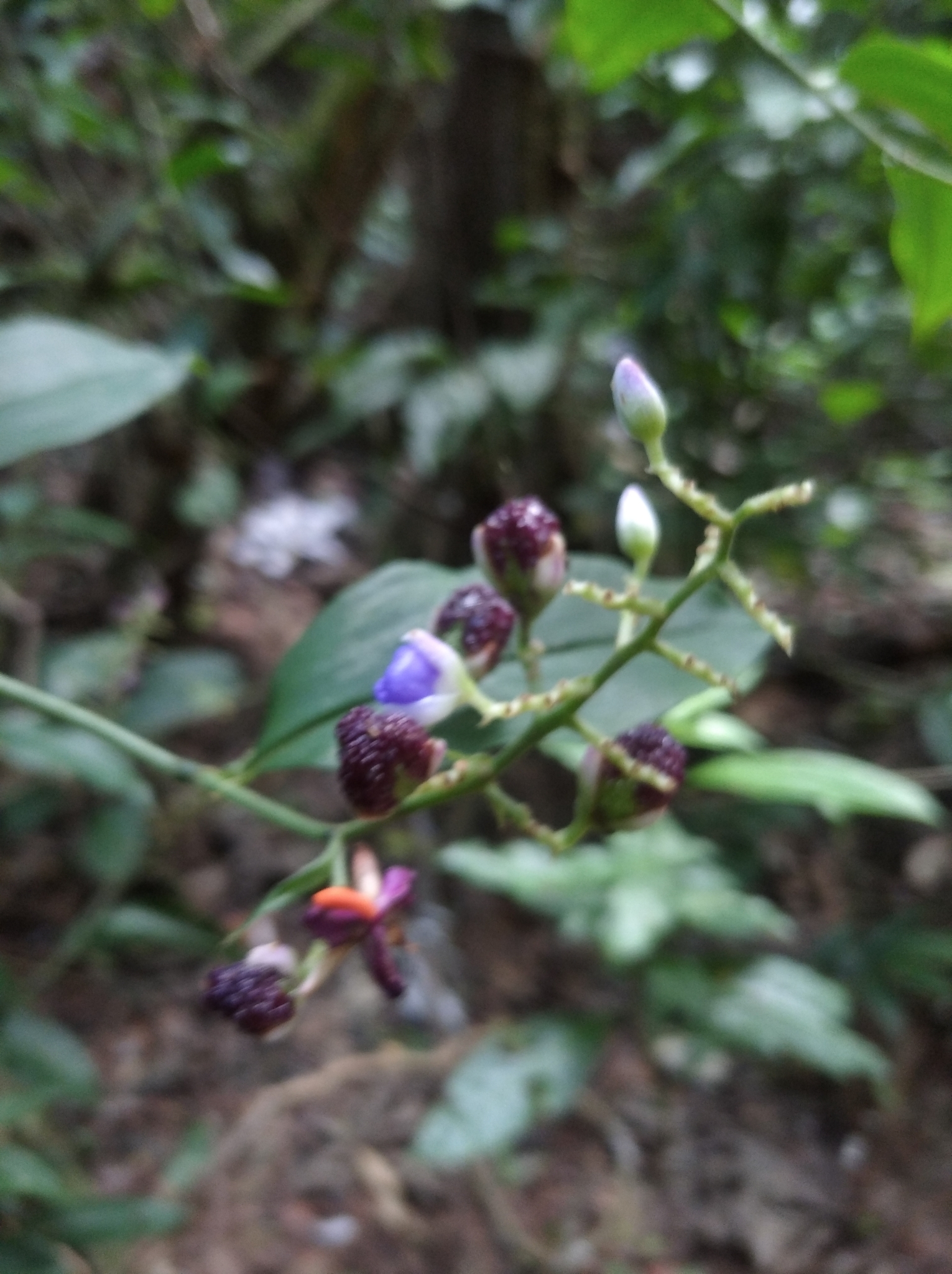 Dichorisandra thyrsiflora
