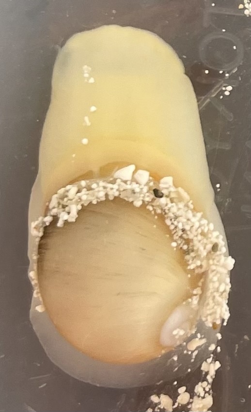 Milk Moon Snail from Colón, PA on March 18, 2023 at 10:59 AM by Juan ...