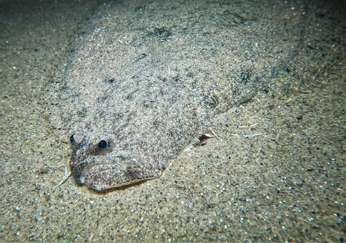 Bigmouth sanddab (Citharichthys gilberti) — Paralichthyidae — 4