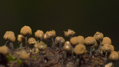Cribraria rufa