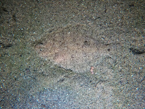Bigmouth sanddab (Citharichthys gilberti) — Paralichthyidae