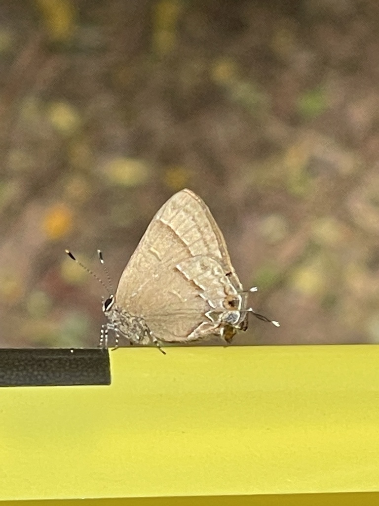 Electrostrymon denarius from Universidad de Costa Rica, San Jose, San