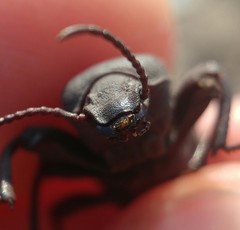 Scaurus puncticollis