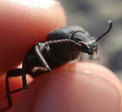 Scaurus puncticollis