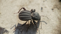 Scaurus puncticollis