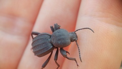 Scaurus puncticollis