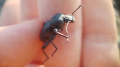 Scaurus puncticollis