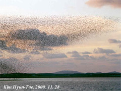 Sibirionetta formosa