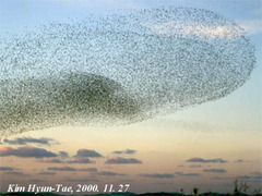 Sibirionetta formosa