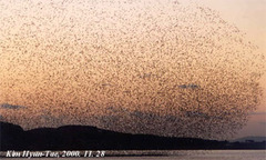 Sibirionetta formosa