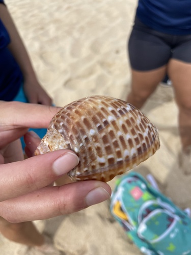 Tonna perdix observed 2023-03-19
