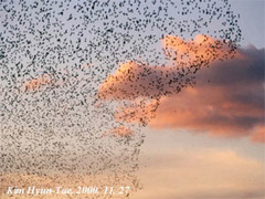 Sibirionetta formosa