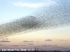 Sibirionetta formosa