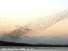 Sibirionetta formosa