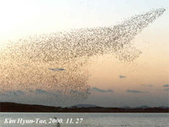 Sibirionetta formosa