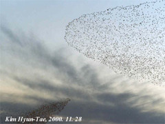 Sibirionetta formosa