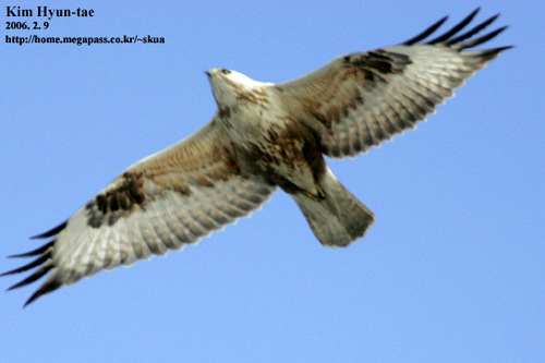 Buteo hemilasius