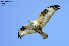 Buteo hemilasius