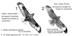 Buteo hemilasius