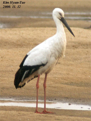 Oriental Stork