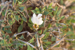 Leucas spiculifolia image