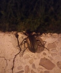 Carabus morbillosus