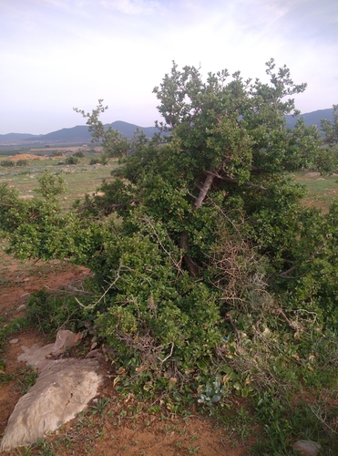 Azarole