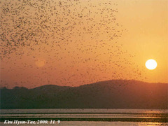 Sibirionetta formosa