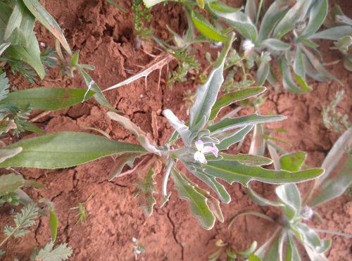 Smallflower Stock