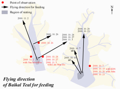 Sibirionetta formosa