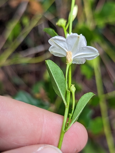 Image of Jacquemontia curtissii by (c) Rachel Stringham, some rights reserved (CC BY)