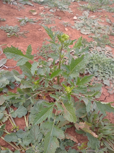 White Mustard