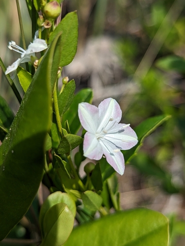 Image of Jacquemontia curtissii by (c) Rachel Stringham, some rights reserved (CC BY)