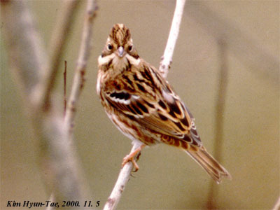 Emberiza rustica