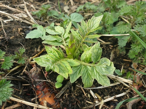 Valeriana officinalis